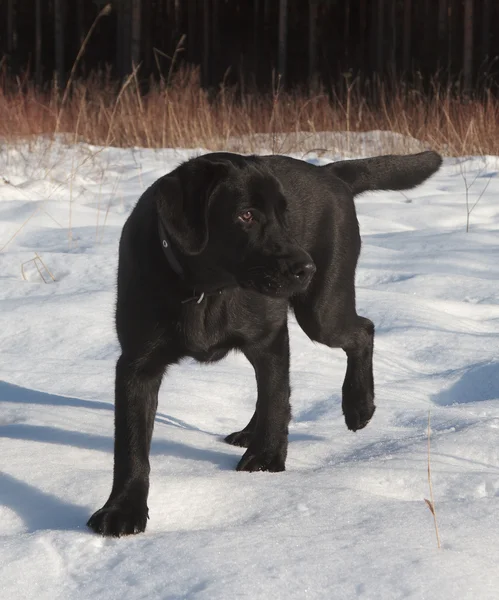 Černý labrador retrívr štěně — Stock fotografie