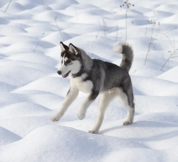 Siberiano husky cachorro —  Fotos de Stock