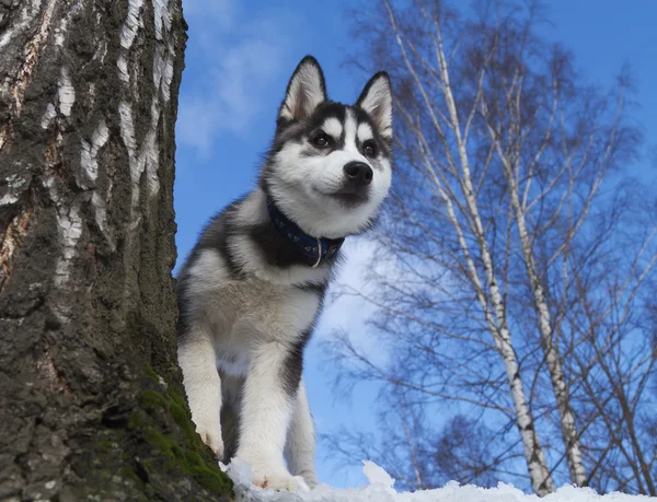 シベリアン ハスキーの子犬 — ストック写真