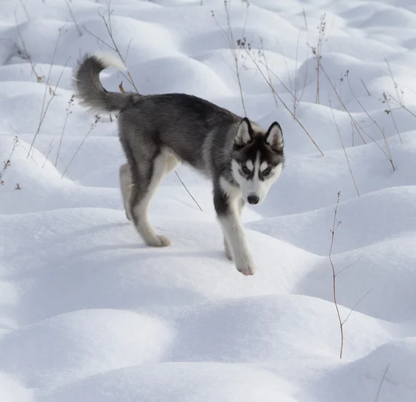 시베리안 허스키 강아지 스톡 사진