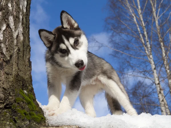 Siberische husky pup Rechtenvrije Stockfoto's