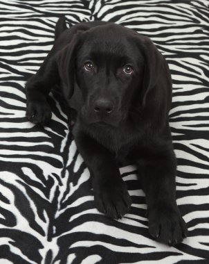 Siyah labrador retriver yavrusu