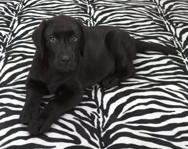 Siyah labrador retriver yavrusu