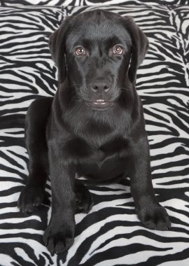 Siyah labrador retriver yavrusu