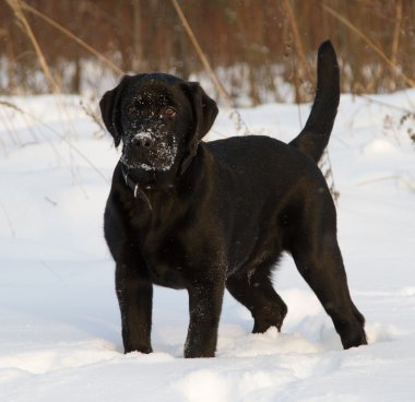 Black Labrador Retriever Puppy clipart