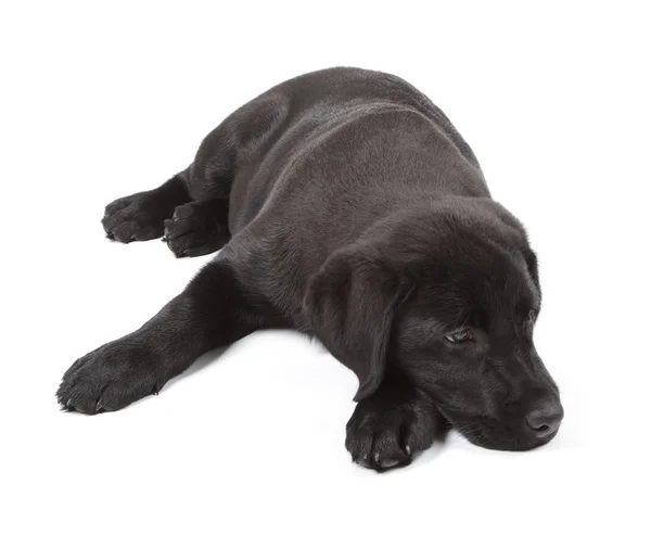 Černá čokoládový labrador retrívr štěně — Stock fotografie