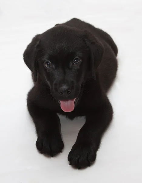 Schwarz-schokolade Labrador Retriever Welpe — Stockfoto