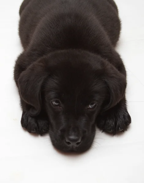 Cachorro Labrador Retriever Chocolate Negro — Foto de Stock