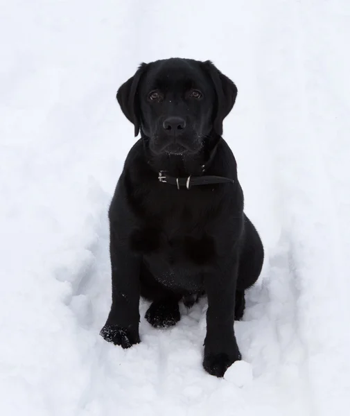 Negro labrador recuperador cachorro —  Fotos de Stock