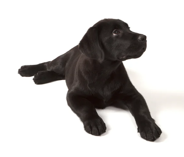 Filhote de cachorro preto-chocolate Labrador Retriever — Fotografia de Stock