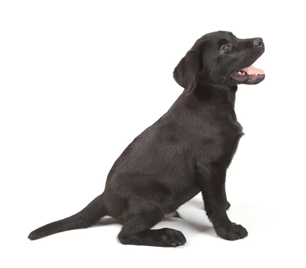 Černá čokoládový labrador retrívr štěně — Stock fotografie