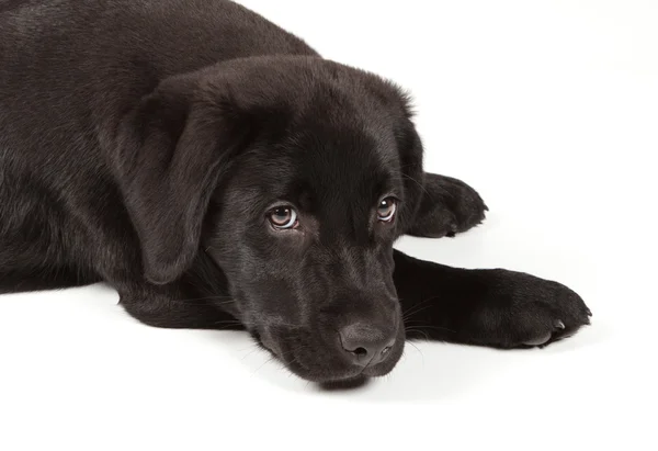 Zwart-chocolade labrador retriever pup — Stockfoto