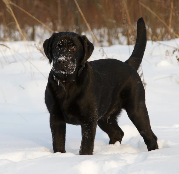 ブラックラブラドールレトリバー子犬 — ストック写真