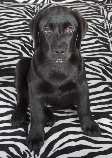 Zwarte labrador retriver puppy Stockfoto