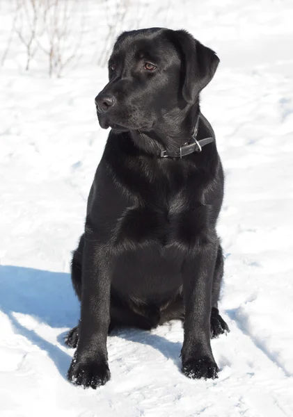 Preto Labrador Retriever Filhote de cachorro — Fotografia de Stock