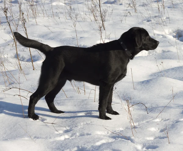 黑色拉布拉多猎犬 图库图片