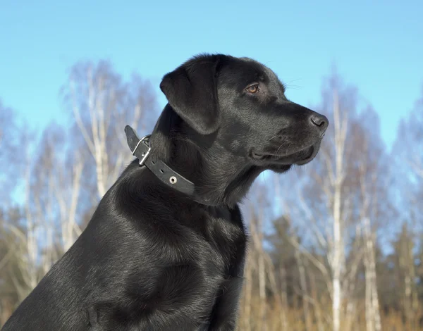 黑色拉布拉多猎犬 免版税图库照片
