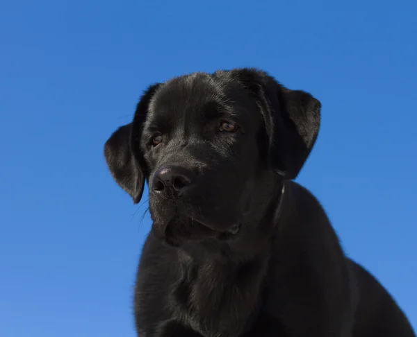 Zwarte Labrador Retriever Puppy Stockafbeelding