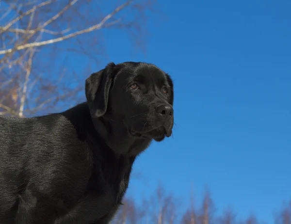 Zwarte Labrador Retriever Puppy Rechtenvrije Stockafbeeldingen