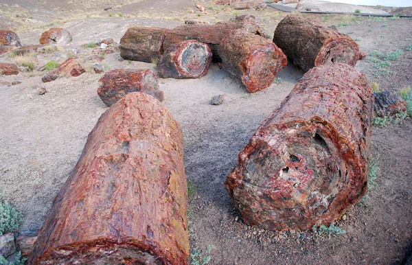 Petrified tree — Stock Photo, Image