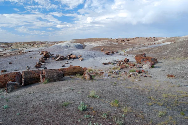 stock image Petrified tree