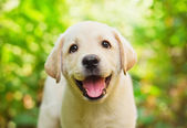 Yellow lab puppy in the yard