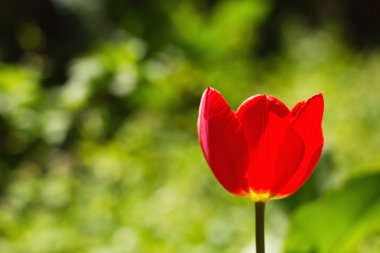 Closeup of a tulip