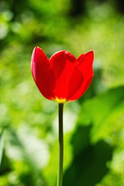 Closeup of a tulip