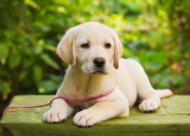 Yellow lab puppy in the yard clipart