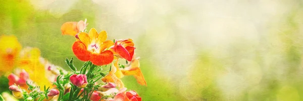 Spring flowers banner — Stock Photo, Image