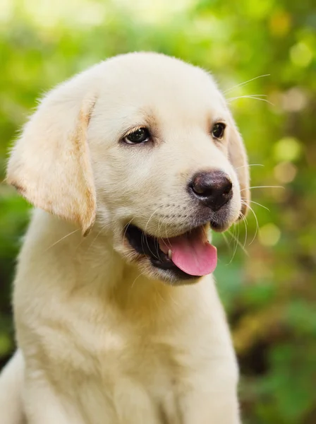 Yellow lab puppy in the yard — Stock Photo, Image
