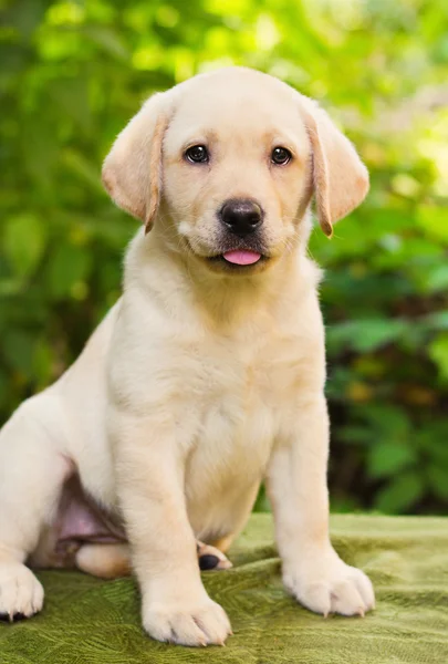 Cachorro de laboratorio amarillo en el patio — Foto de Stock