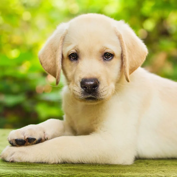 Anjing laboratorium kuning di halaman — Stok Foto