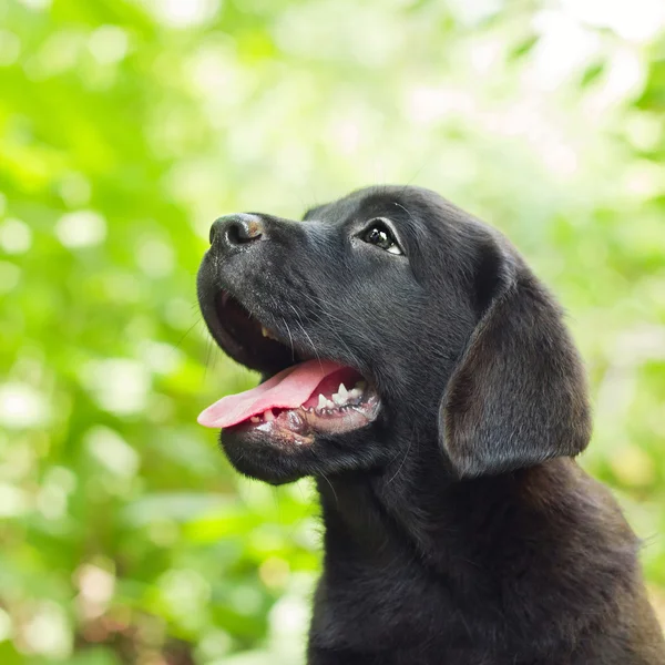 Чёрный щенок-лабрадор во дворе — стоковое фото