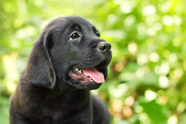 Чёрный щенок-лабрадор во дворе — стоковое фото