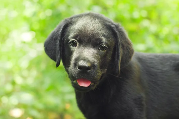 Cachorro labrador negro en el patio — Foto de Stock