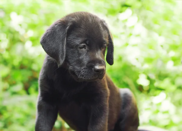 Schwarzer Labrador-Welpe im Hof — Stockfoto