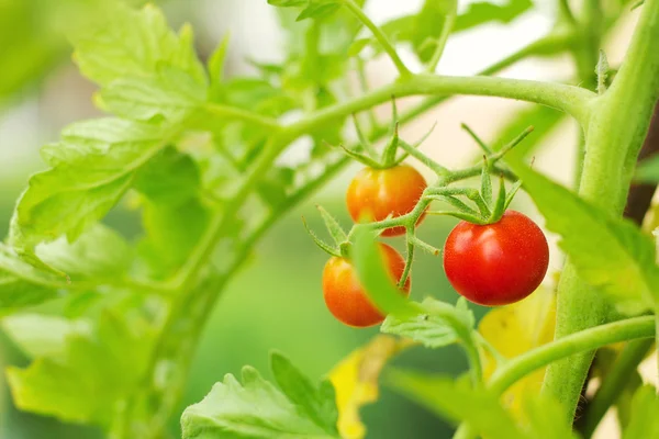 Cherry tomatoes in a garden — Stock Photo, Image