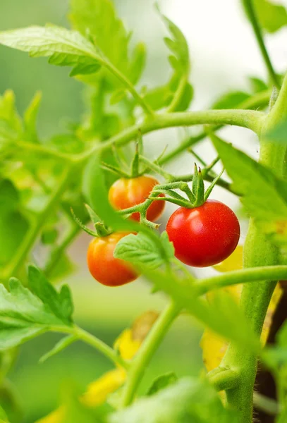 Cherry tomatoes in a garden — Stock Photo, Image