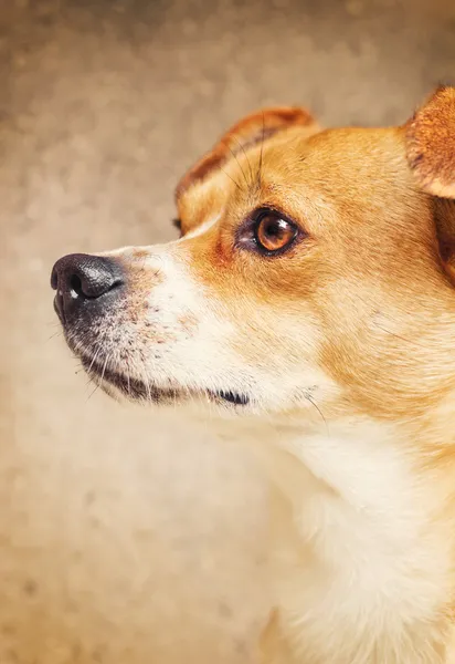 Ritratto di un cane di razza mista — Foto Stock