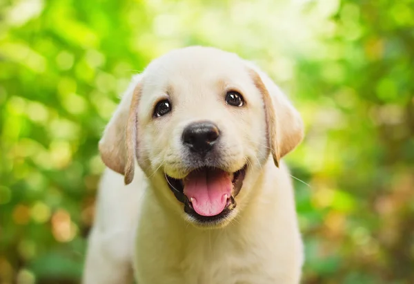 Dog Stock Photos, Royalty Free Dog Images | Depositphotos