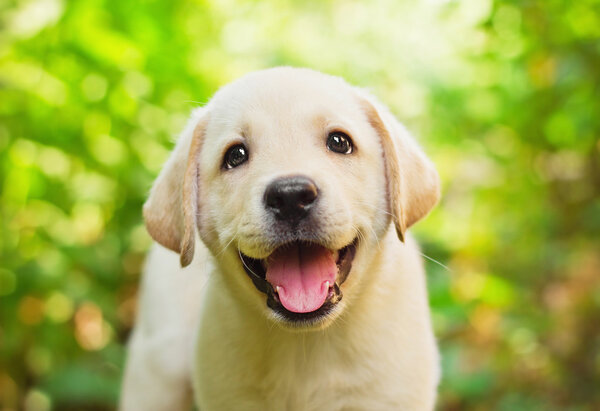 Yellow lab puppy in the yard Royalty Free Stock Photos