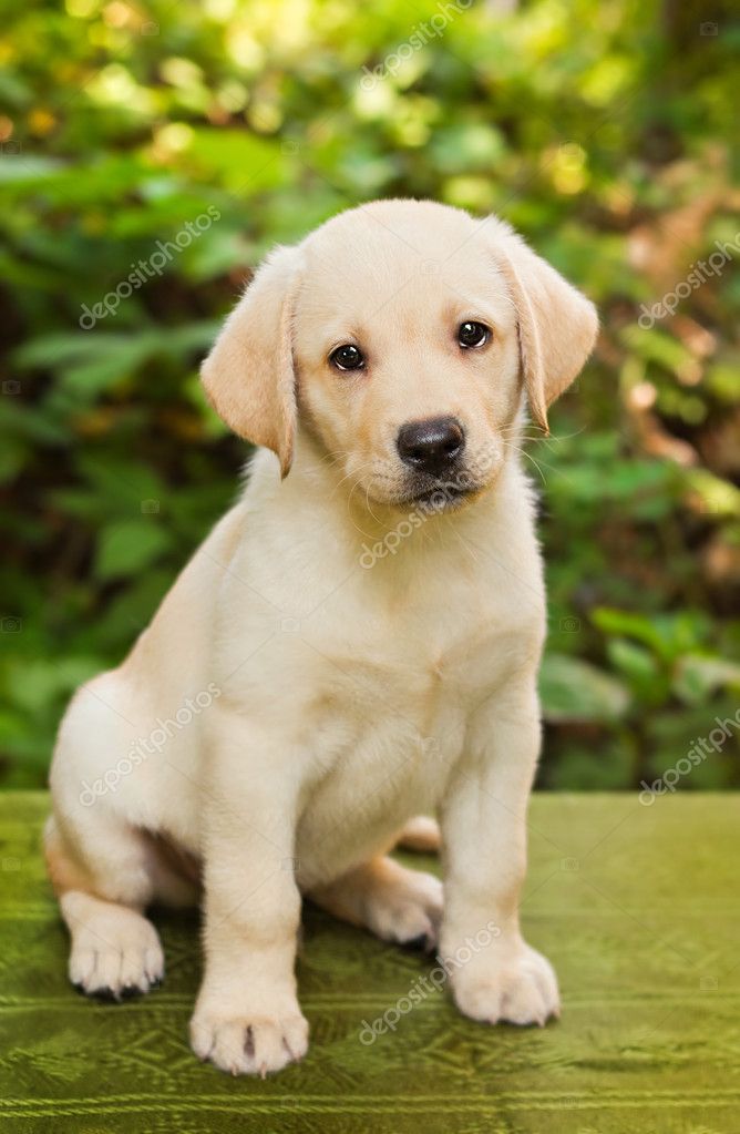 yellow lab puppy