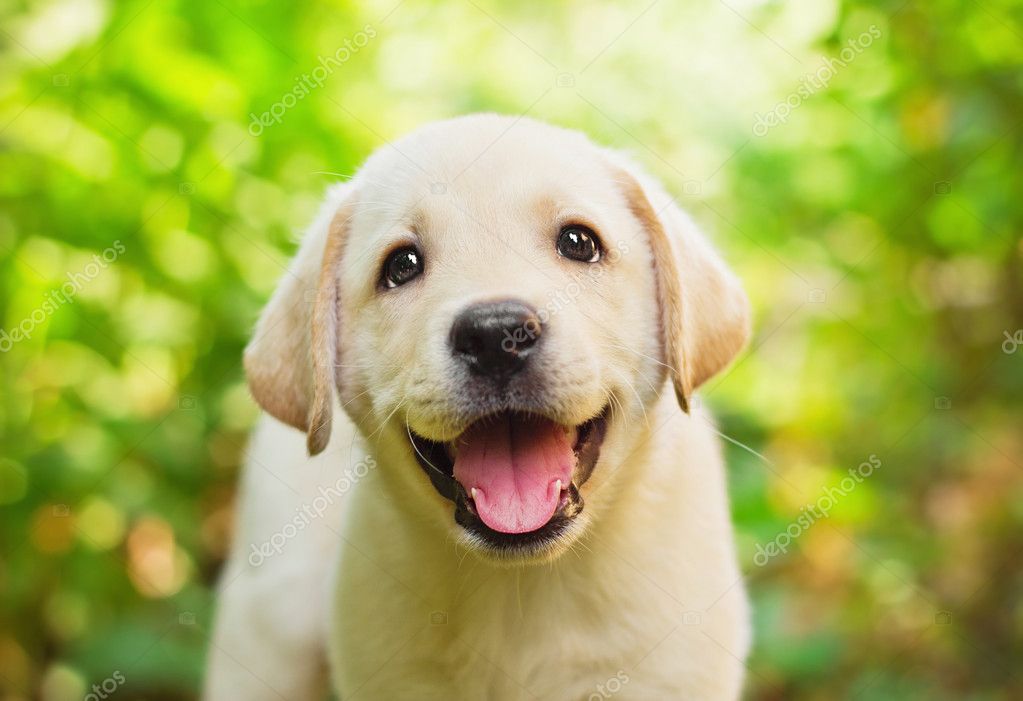 природа белая собака животное улыбка бесплатно