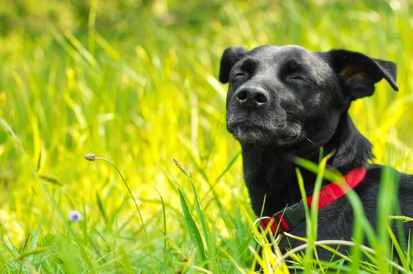 Un perro de raza mixta disfrutando de la naturaleza — Foto de Stock