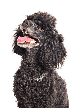 French poodle isolated on white clipart