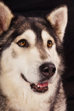 Sibirya husky siyah arka plan