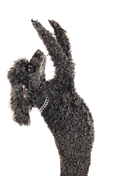 French poodle begging for treats — Stock Photo, Image