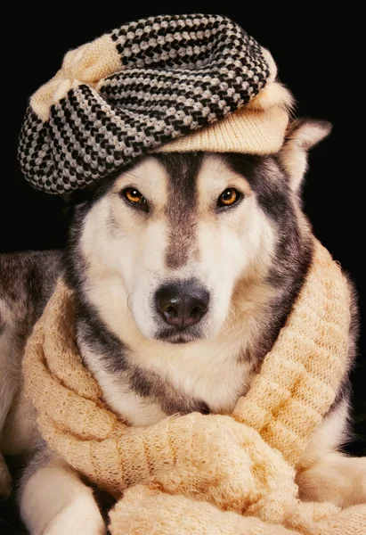 Söt siberian husky bär en vintage mössa och en sjal — Stockfoto