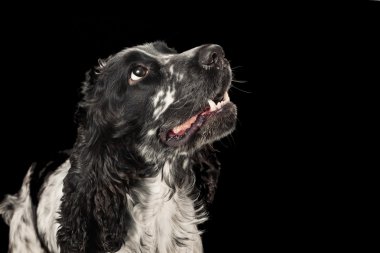 siyah-beyaz İngiliz cocker spaniel düşük anahtar portresi